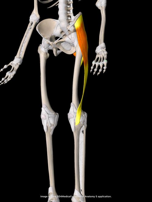 大腿筋膜張筋と腸脛靭帯