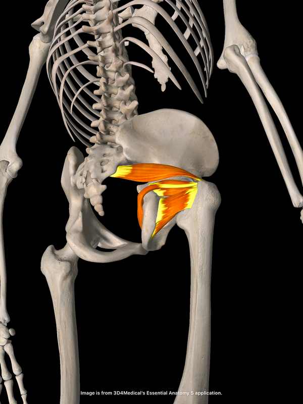 坐骨神経痛の原因筋