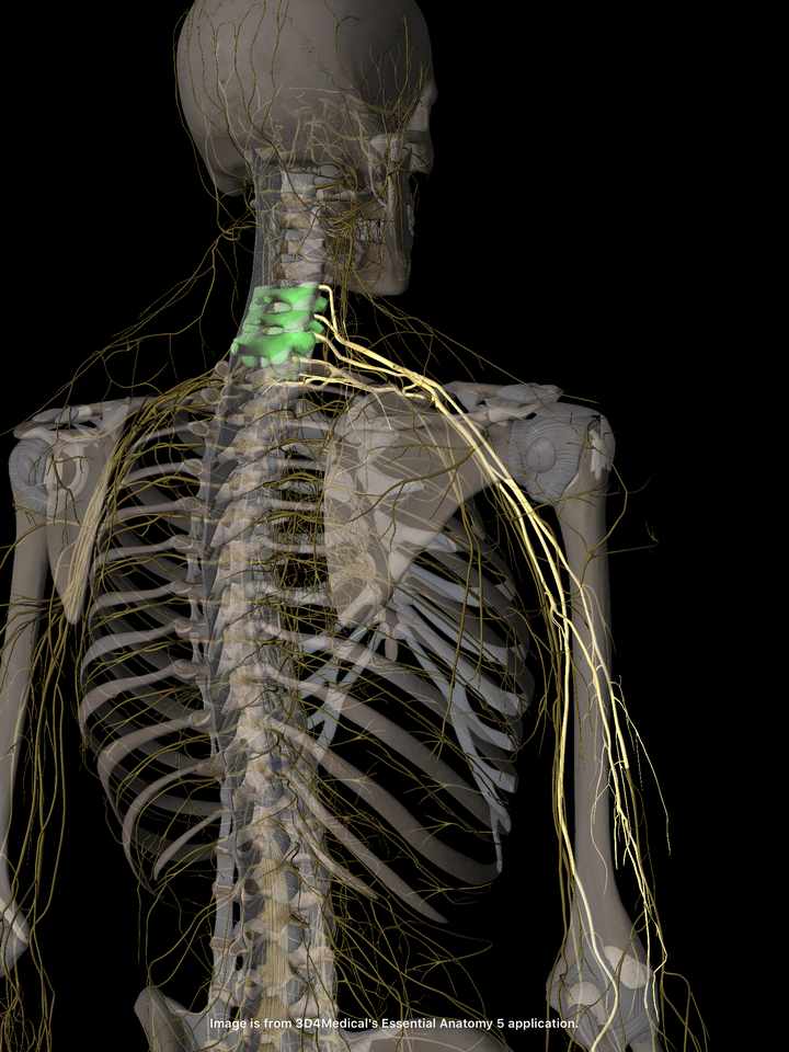 下部頚椎・腕神経