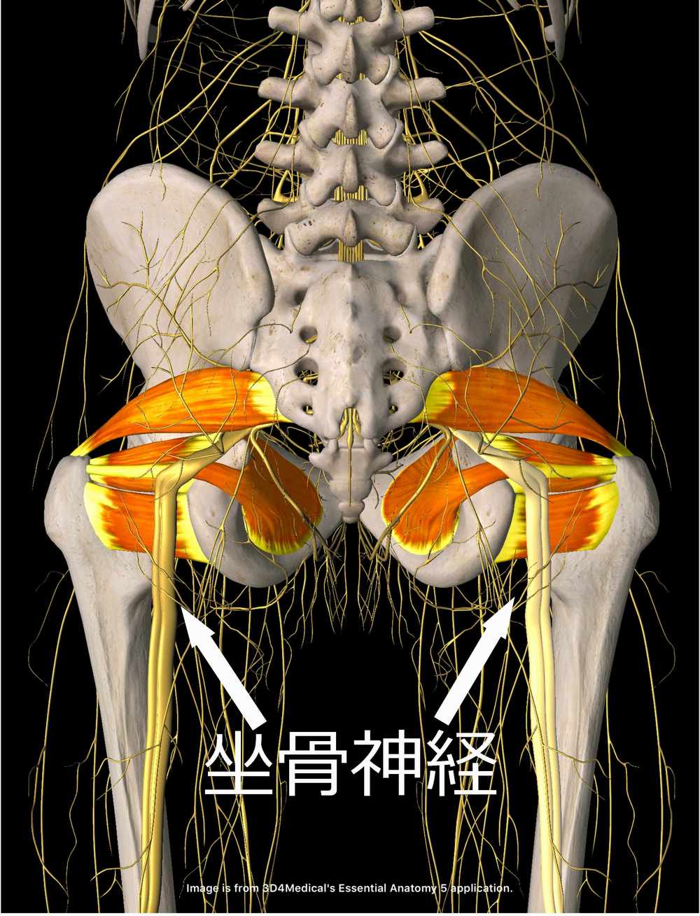 外旋六筋・坐骨神経イラスト