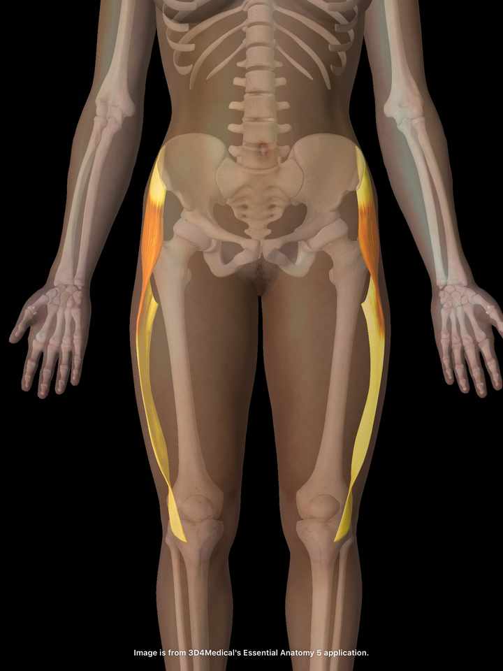 大腿筋膜張筋のイラスト