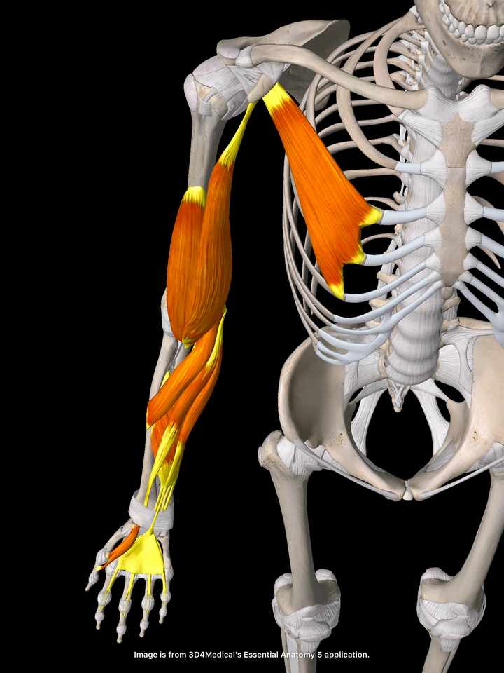 前腕から肩までの筋膜連鎖