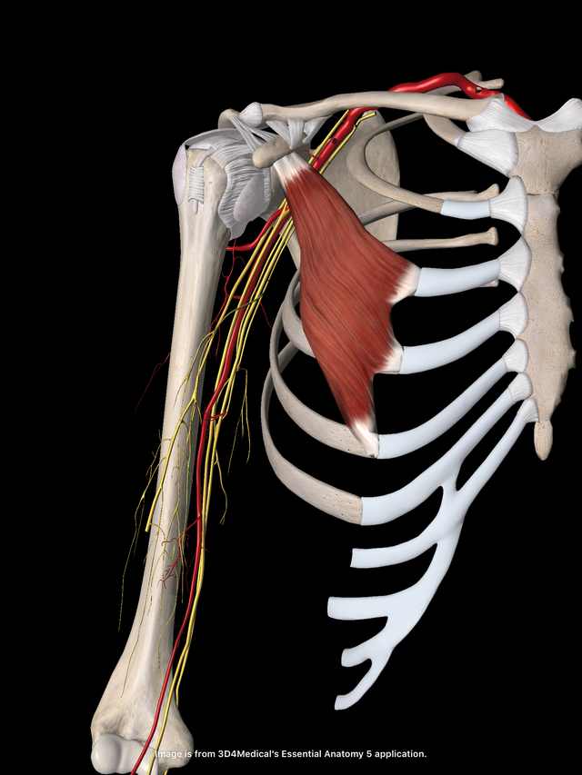 小胸筋・動脈・神経