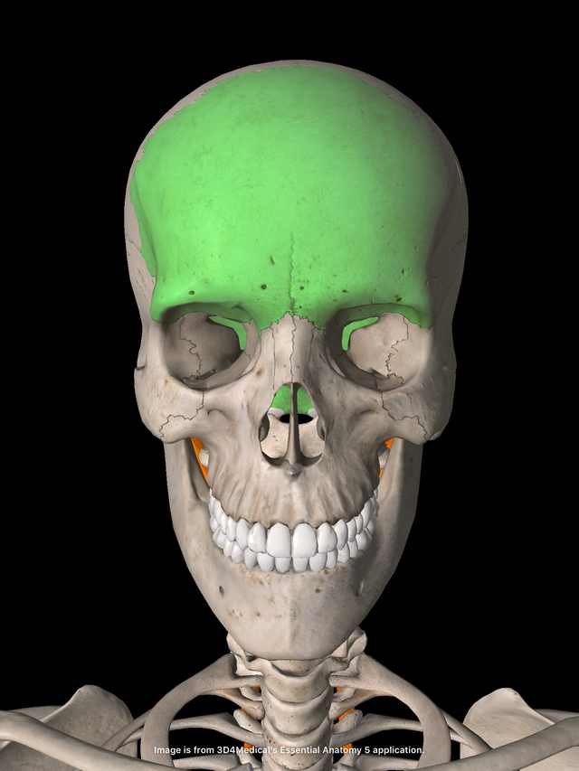 横須賀整体小顔矯正　前頭骨