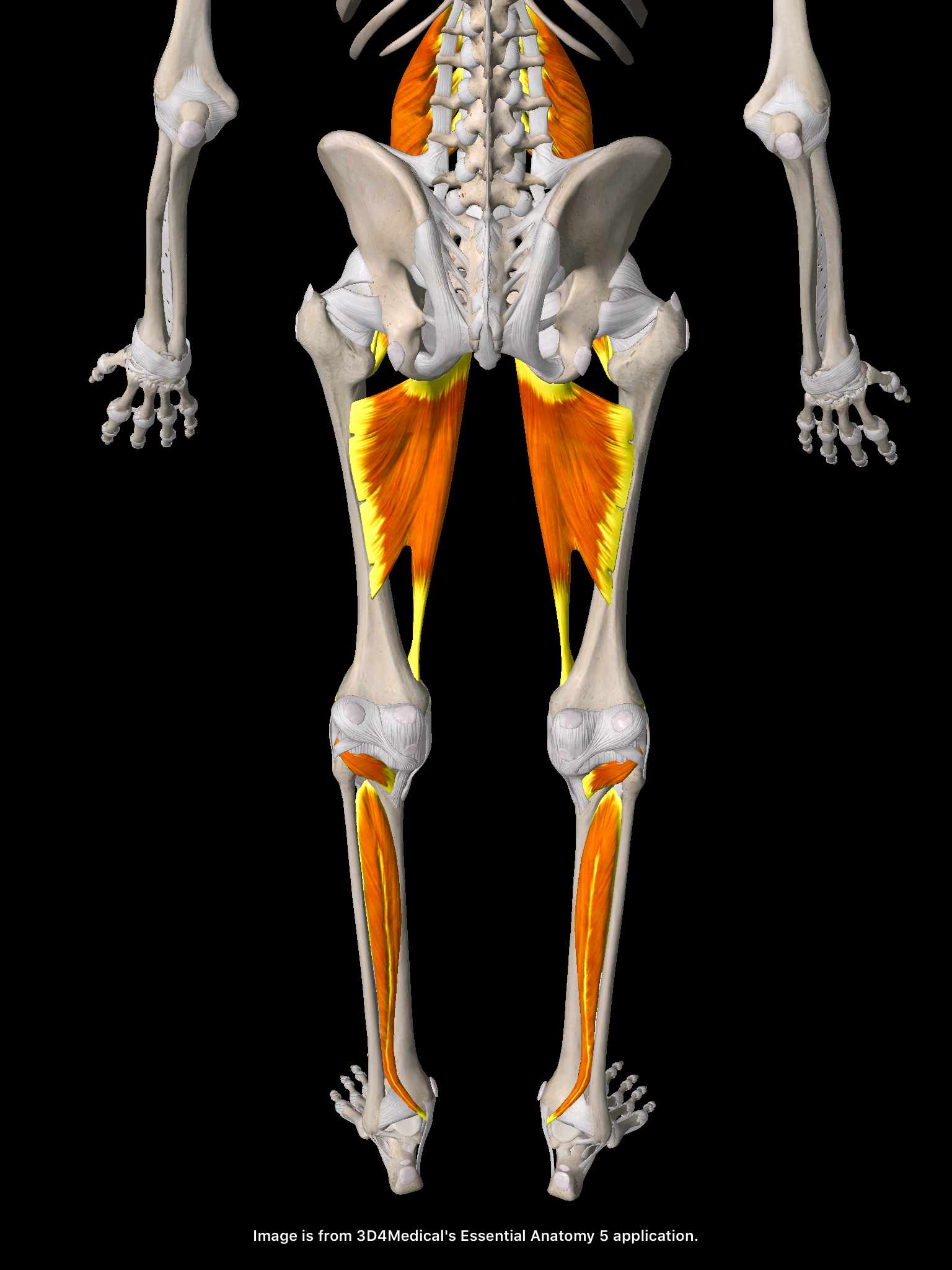 後脛骨筋・内転筋・腸腰筋