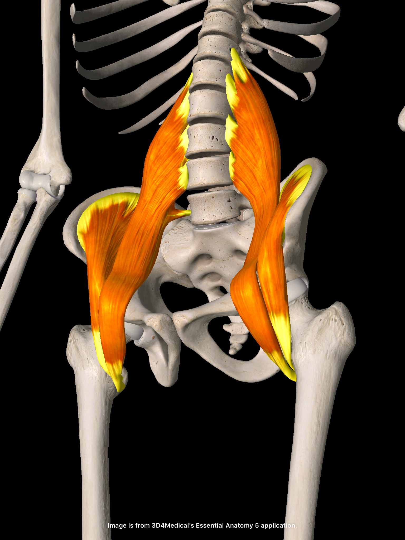 大腰筋・腸骨筋