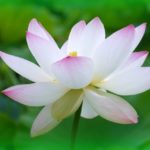 操体法‐ 横須賀整体スタジオ｜背中のハリ・腰痛に効く整体院