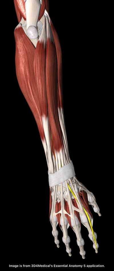 前腕伸筋群