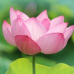 健康を保つ４つの責任行動とセルフ骨盤矯正 ‐ 横須賀整体スタジオ｜背中のハリ・腰痛に効く整体院